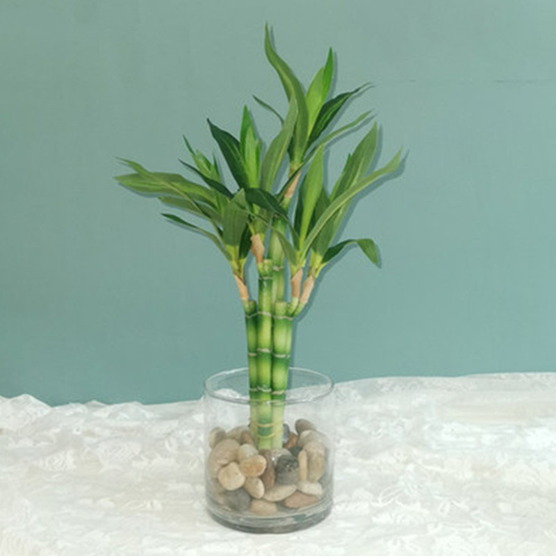 Aquarium Fish Land - Yeni 40cm Yapay Şanslı Bambu Sukulent