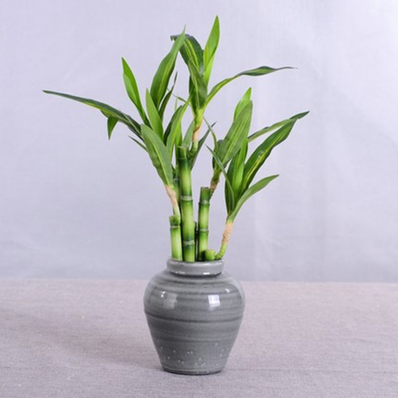 Yeni 40cm Yapay Şanslı Bambu S - Aquarium Fish Land incelemesi ve fiyatı
