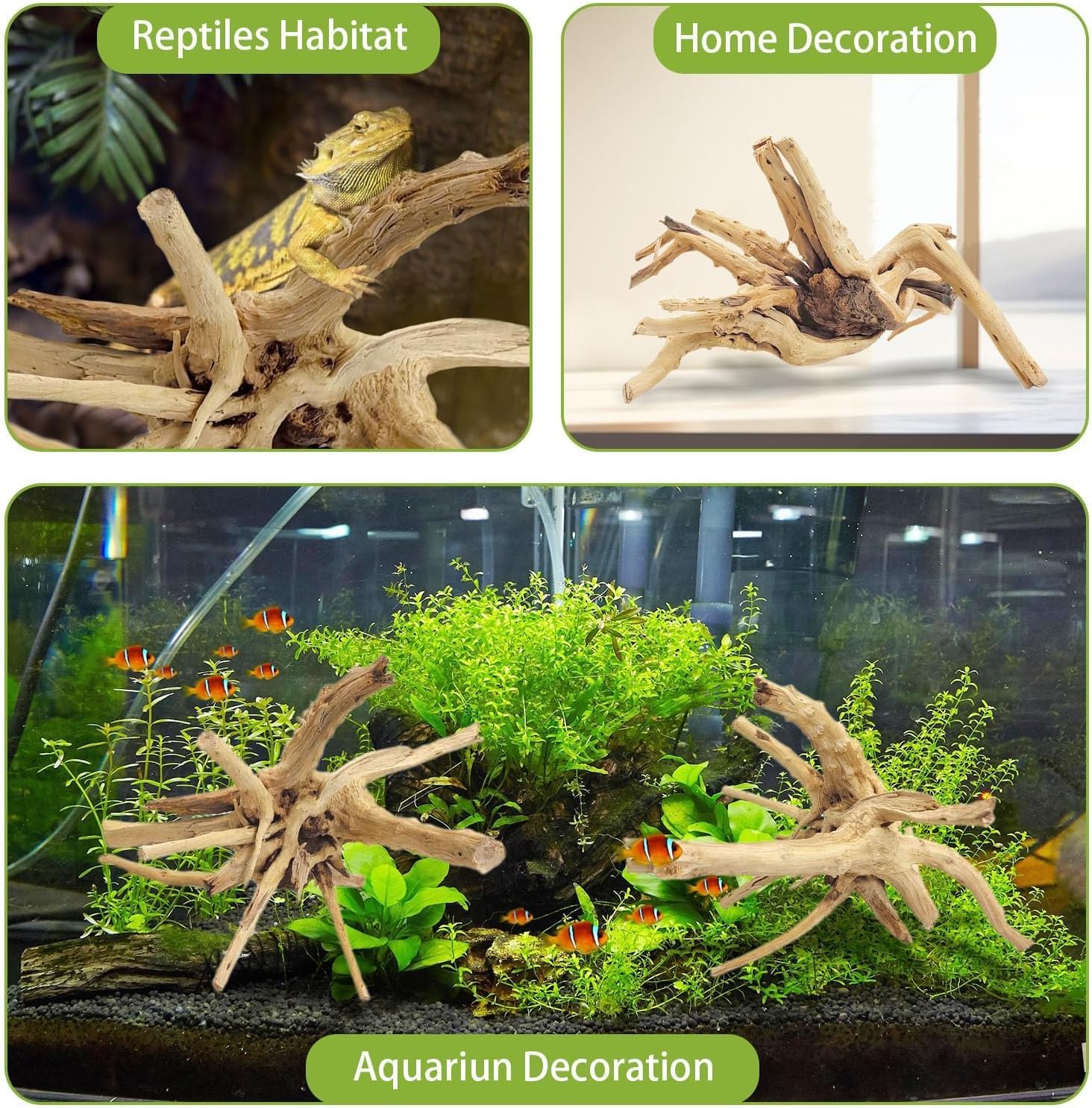 1 adet 20-25CM doğal dalgaları - Aquarium Fish Land incelemesi ve fiyatı