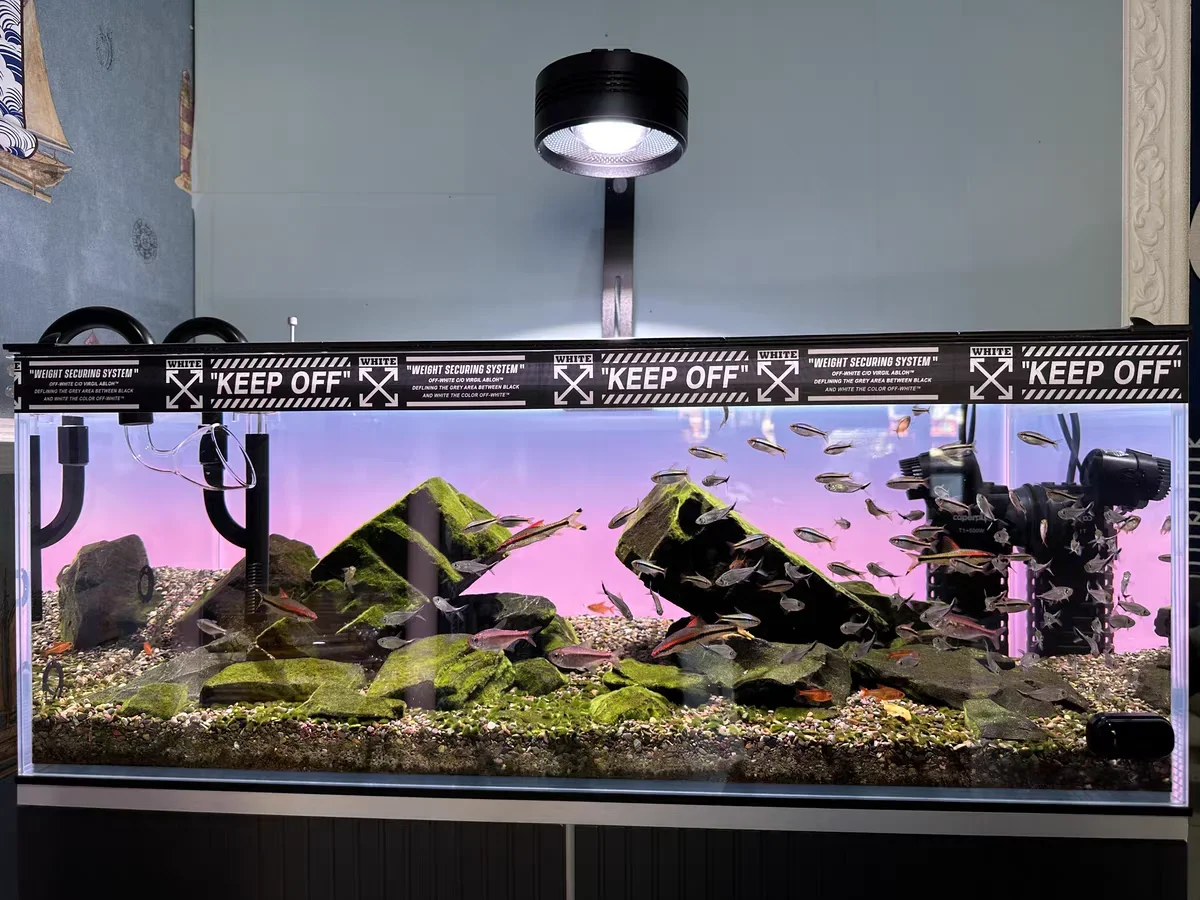 RGB Akrilik Balık Tankı Arka P - Aquarium Fish Colour incelemesi ve fiyatı
