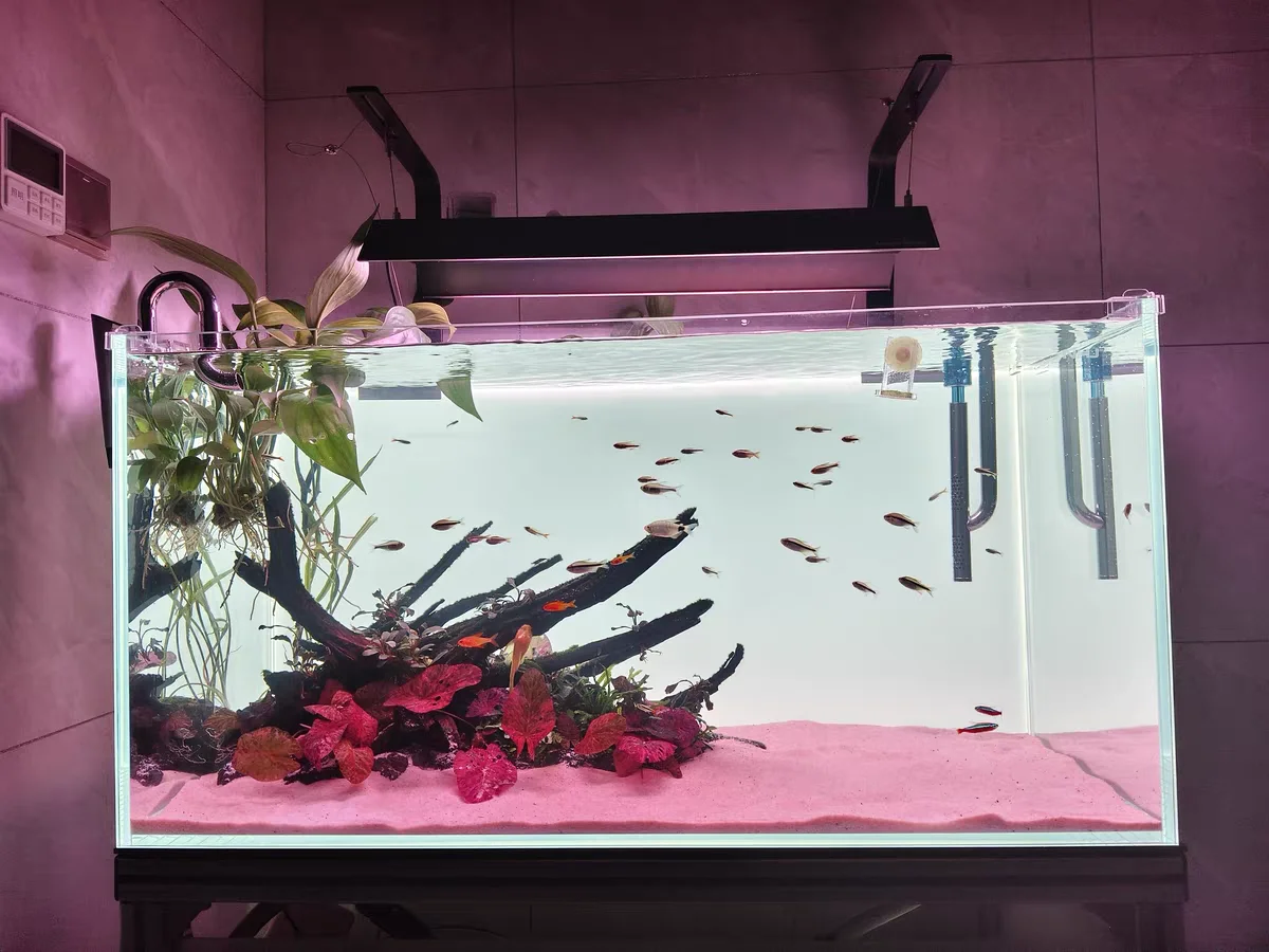RGB Akrilik Balık Tankı Arka P - Aquarium Fish Colour incelemesi ve fiyatı