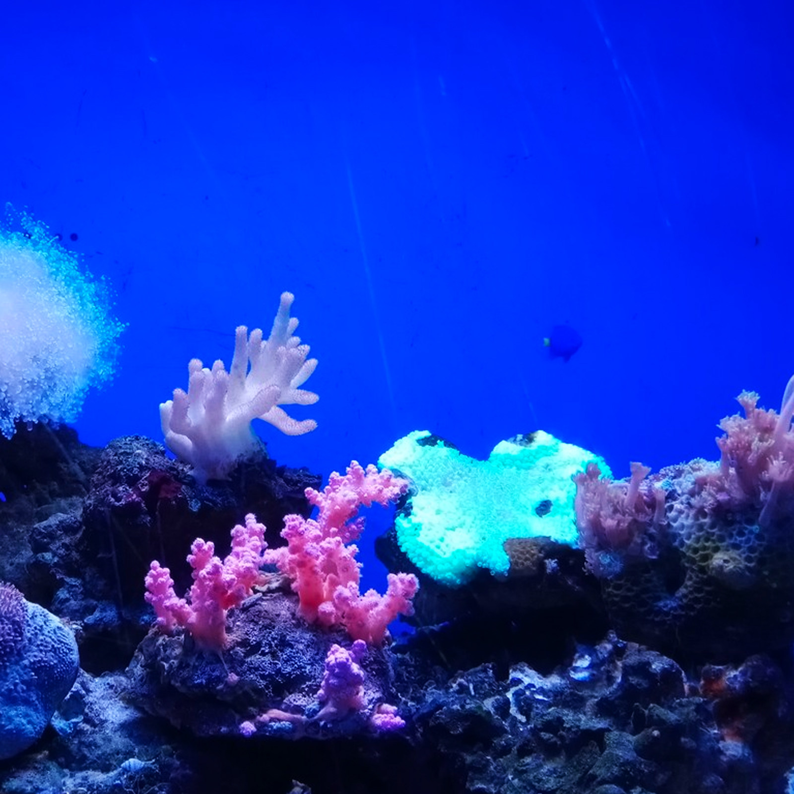 Akvaryum Arka Plan Kağıdı PVC  - Aquarium Fish Wallpaper incelemesi ve fiyatı