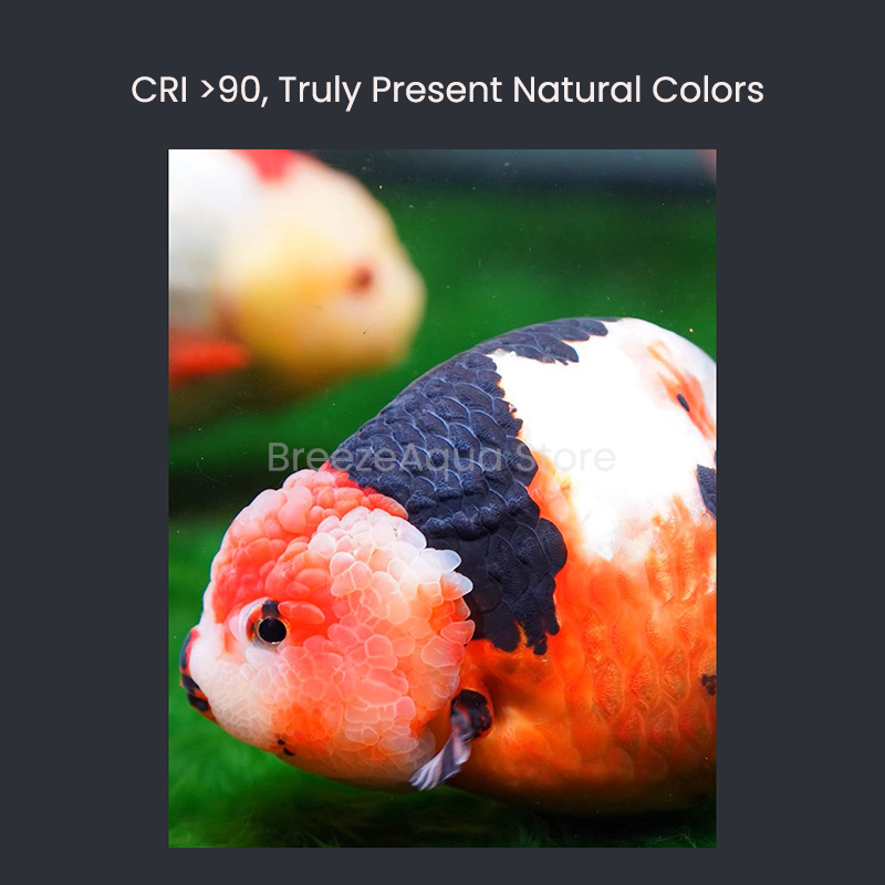 MAYIN Süper Renkli 100W Tatlı  - Aquarium Fish Colour incelemesi ve fiyatı